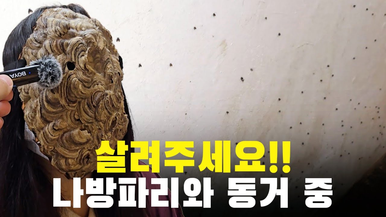 식겁 했습니다 나방파리와 동거중인 구독자 집 방문 해봤습니다