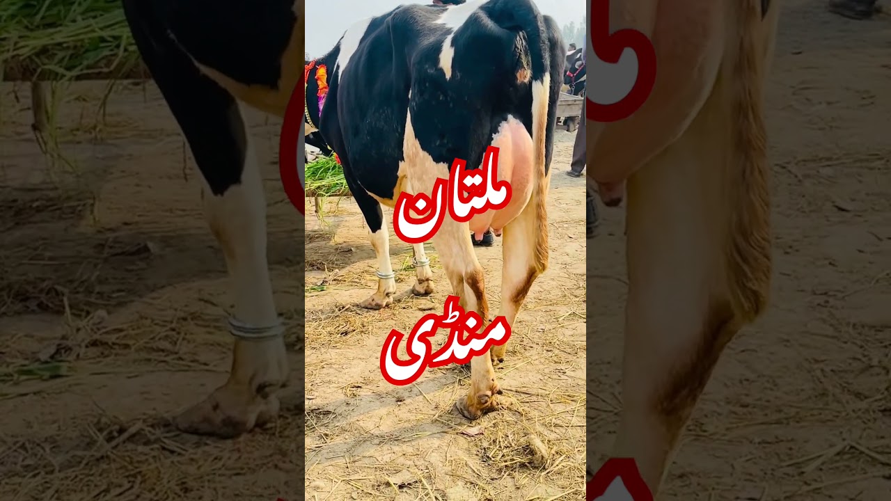 Multan cow mandi