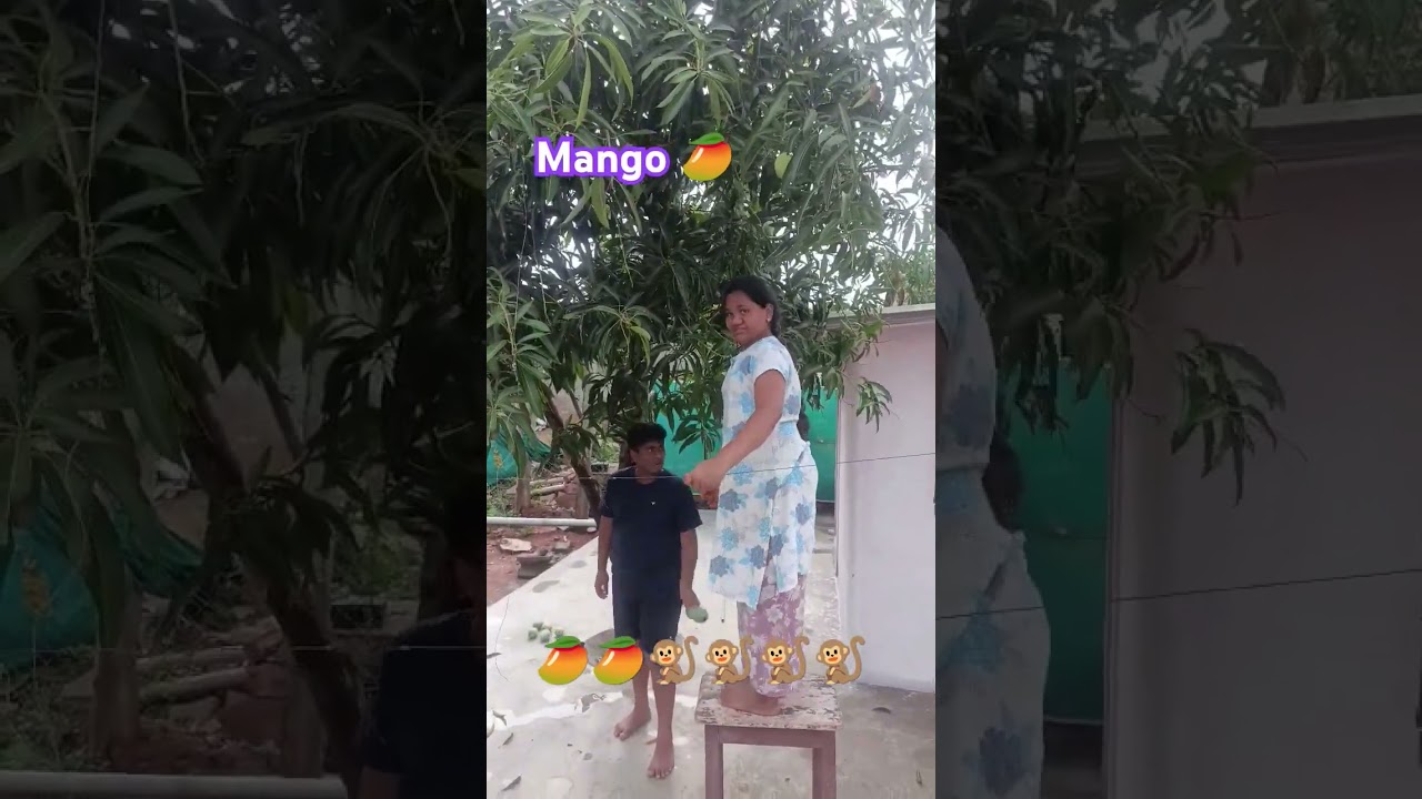 ##Summer special##Sweet mango harvesting@by naughty guys@&#
