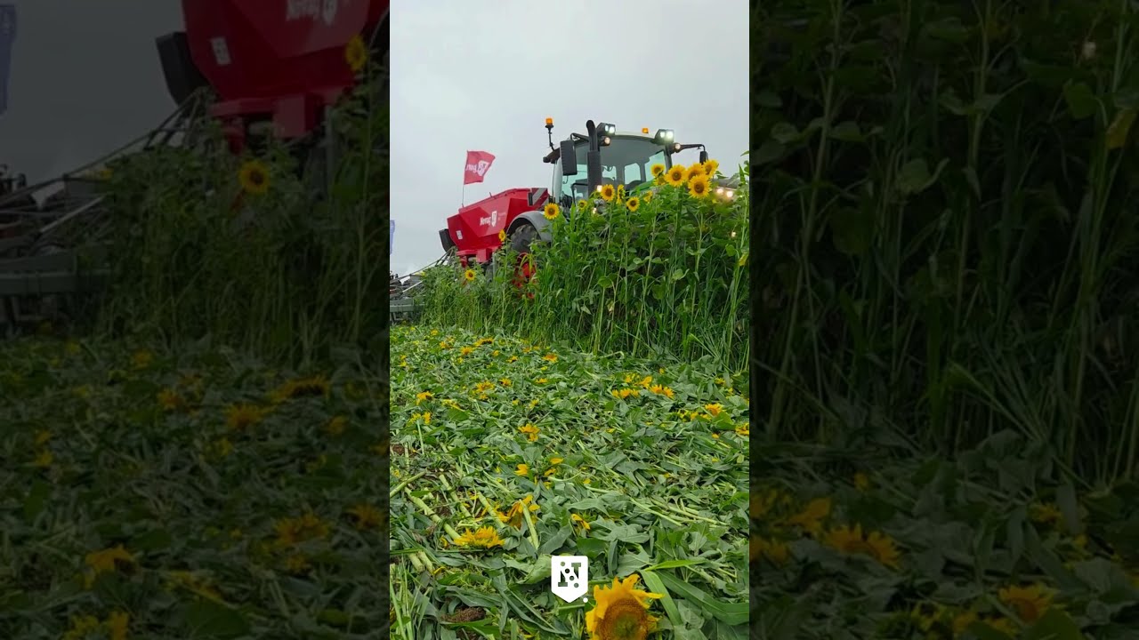 Couvert tr&egrave;s volumineux, aucun probl&egrave;me avec Novag #conservationagriculture #farming #novag