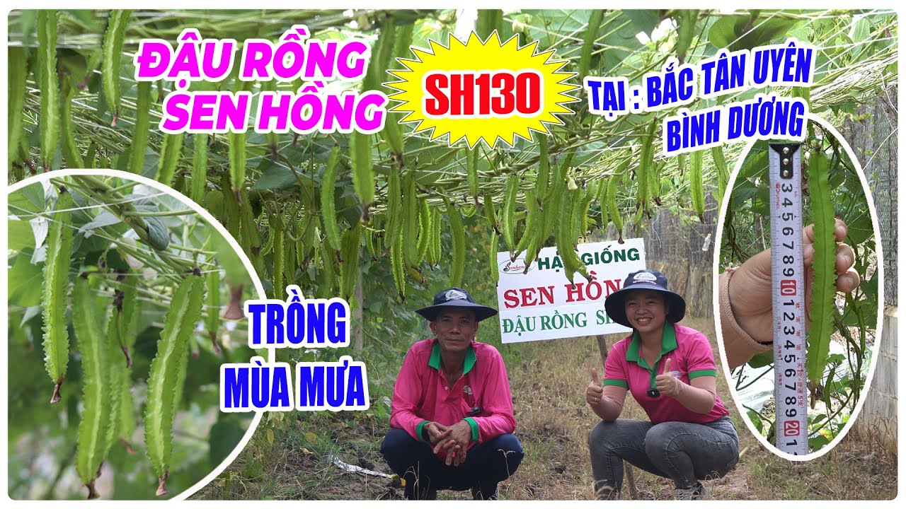 ĐẬU RỒNG SEN HỒNG SH130 TRỒNG TẠI BẮC TÂN UYÊN BÌNH DƯƠNG TRÊN NỀN ĐẤT CŨ, CHO KẾT QUẢ RA SAO