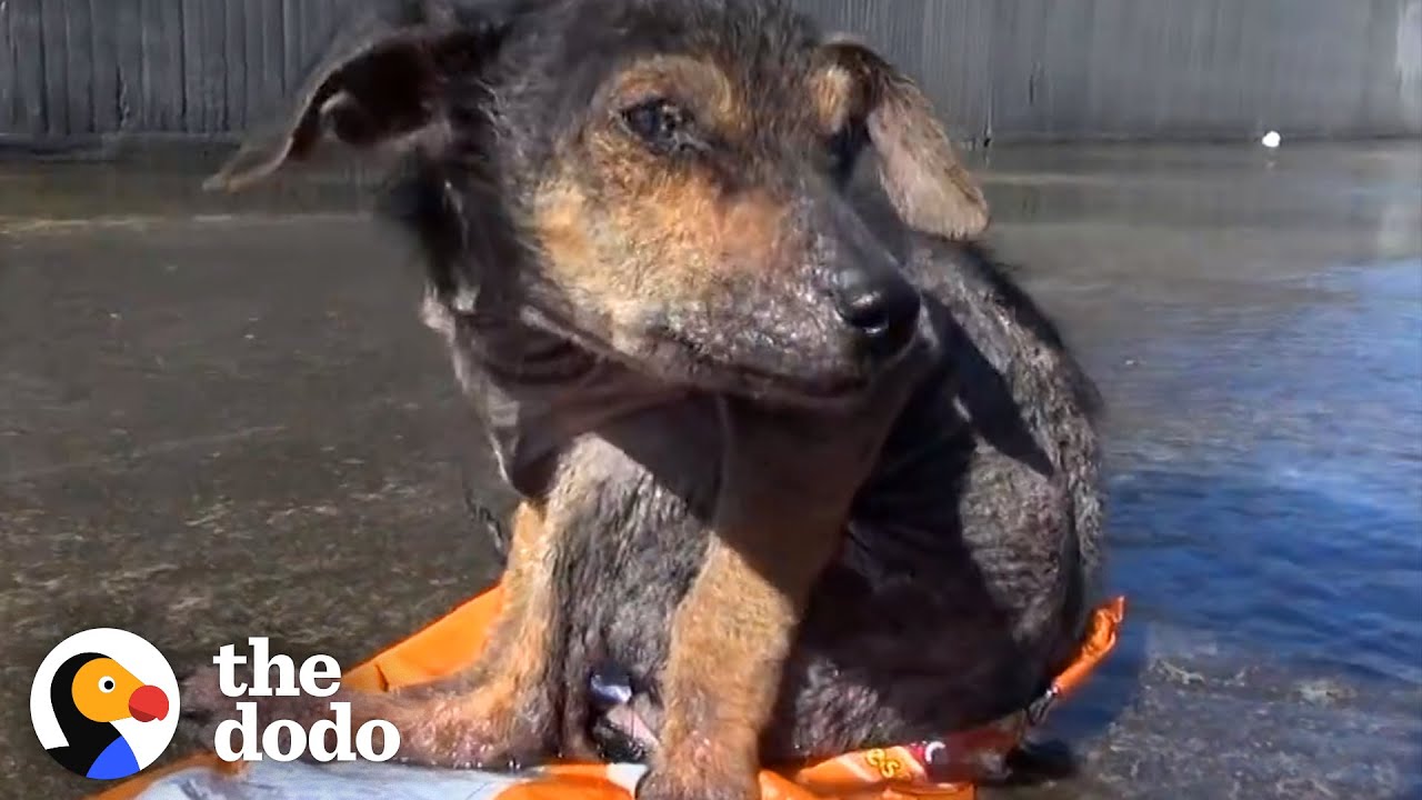 Tiniest Abandoned Puppy Makes Unreal Transformation | The Dodo