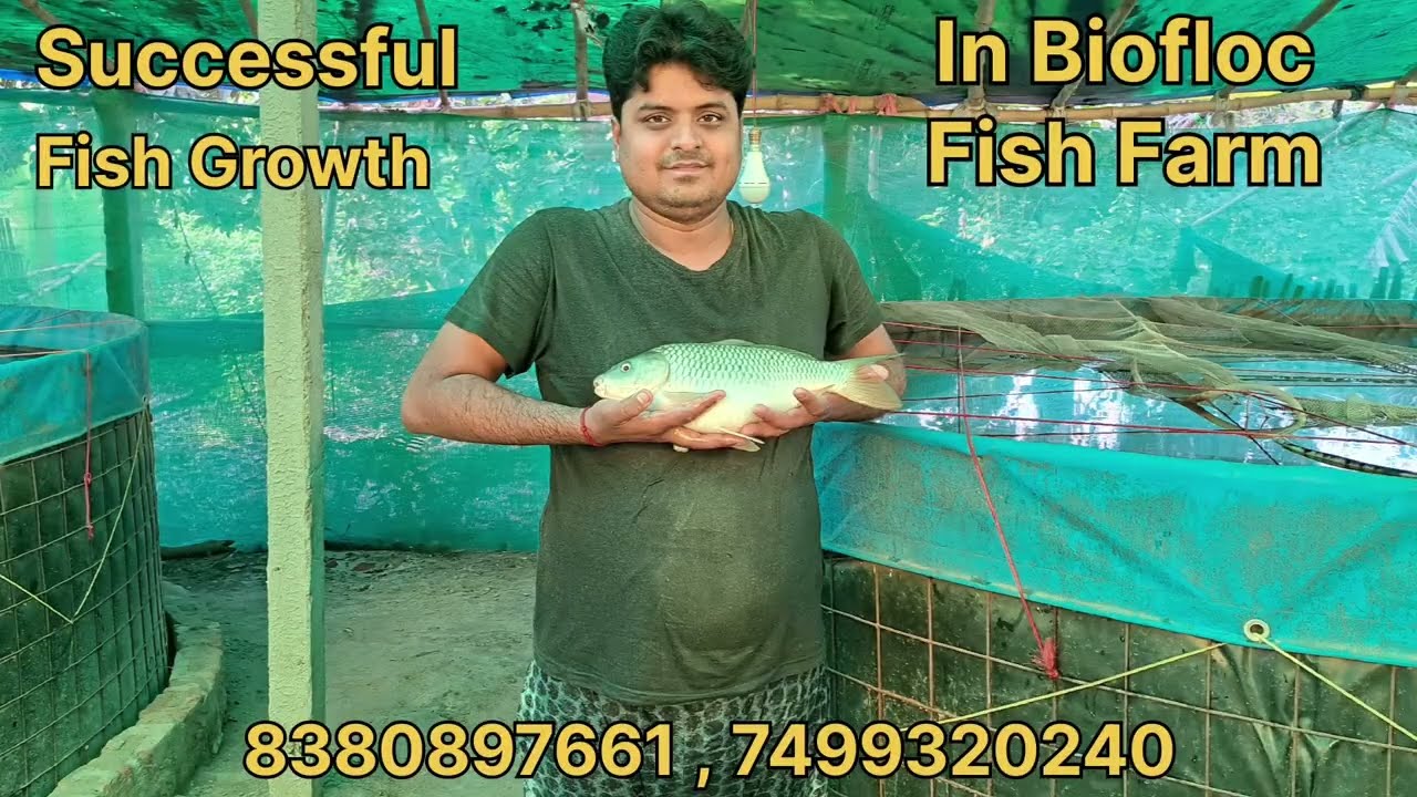 Biofloc Fish Farming | 100% Fish Growth In Biofloc Tank | Biofloc Fish Culture in Bihar #fish #viral