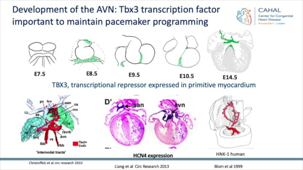 Development of the Cardiac Conduction System