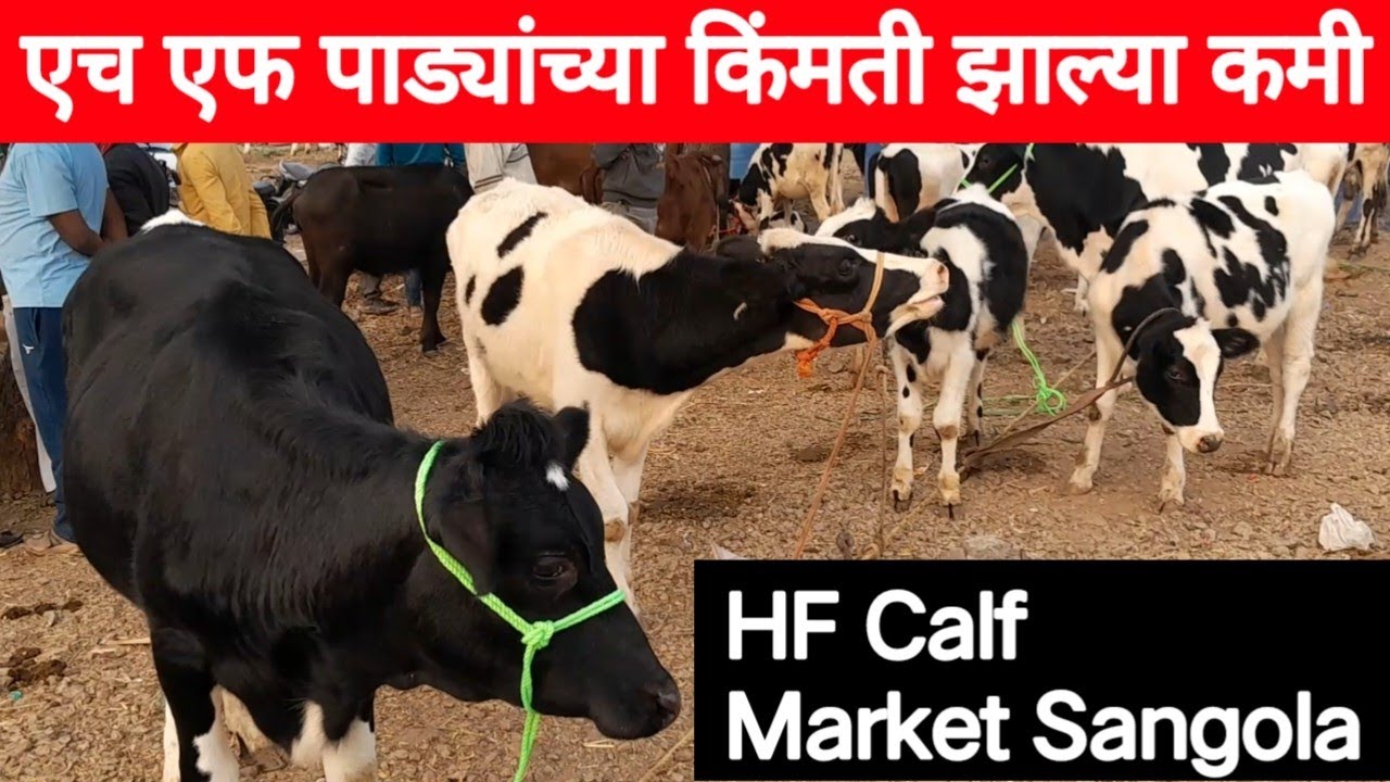 पाड्यांच्या किंमती झाल्या कमी सांगोला बाजार | HF Calf market Sangola