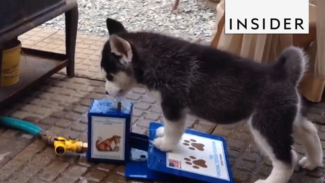 Water Fountain For Dogs