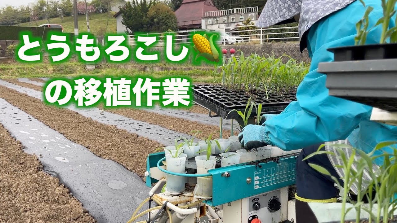 とうもろこしの定植作業クボタ移植機22/4/21#1352