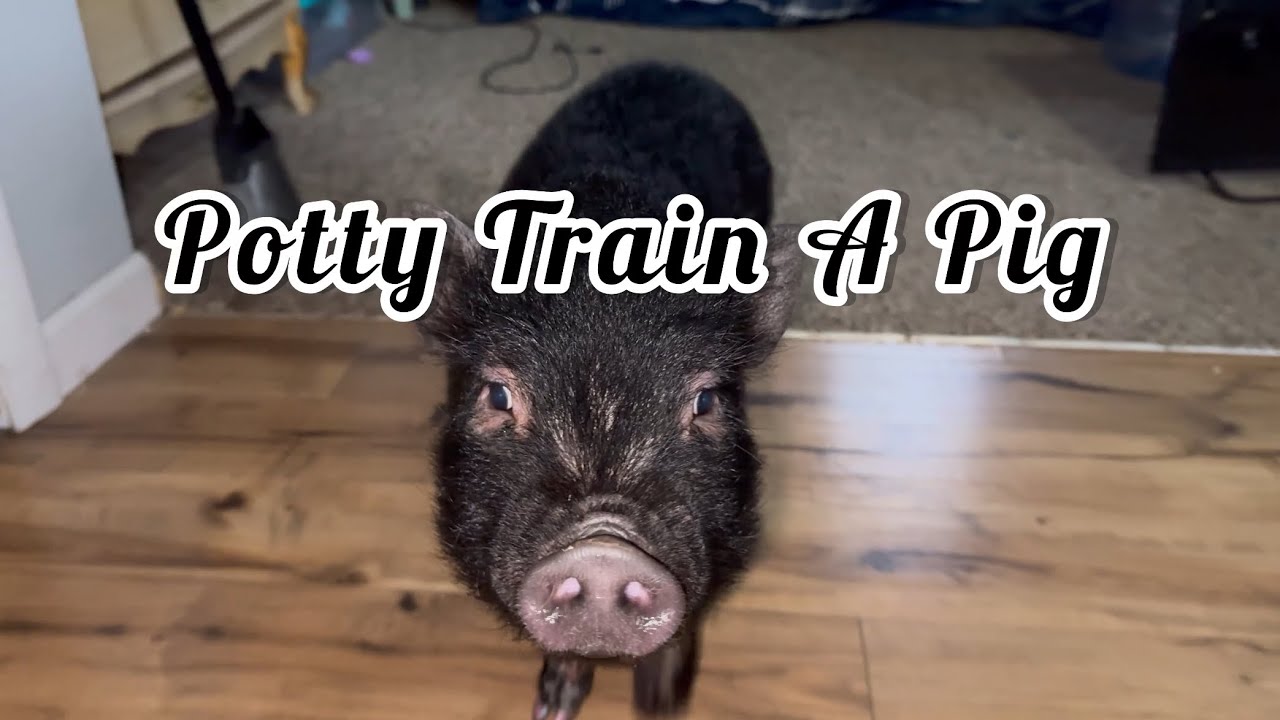 How To Potty Train A Pig!