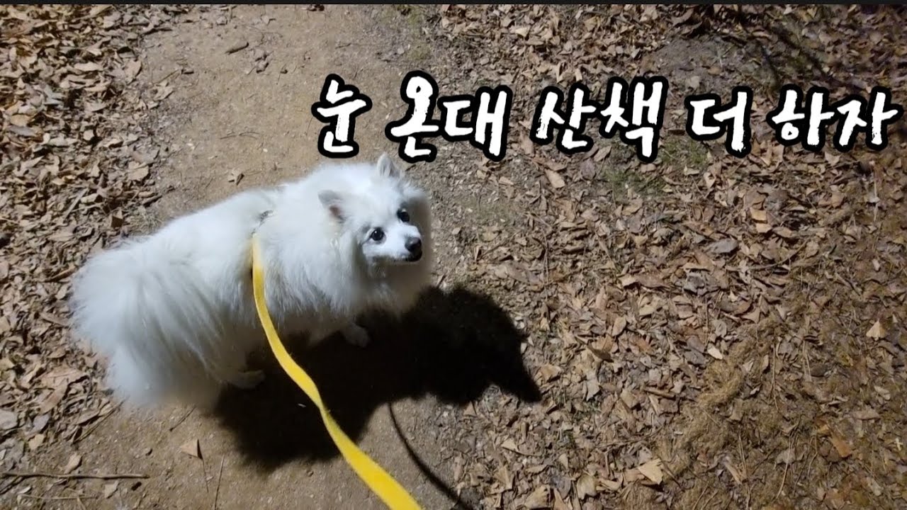 눈 기다리는 흰너구리 
