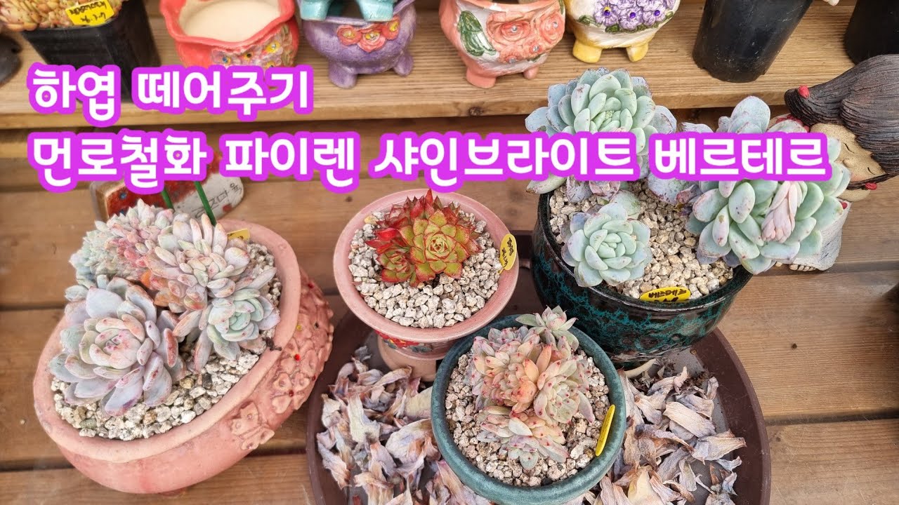 26.3.17 🌹#하엽떼어주기 먼로철화 파이렌 샤인브라이트 베르테르군생🌹 #러블리로즈다육tv #다육식물 #succulent 