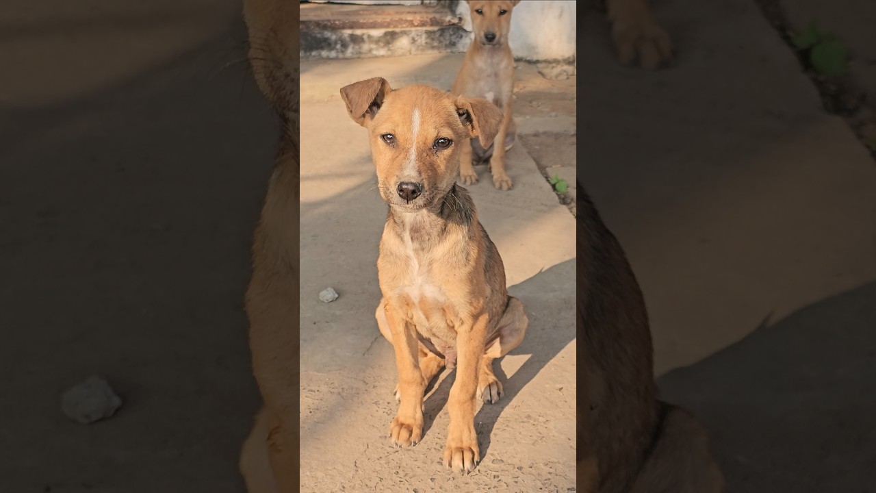 the cute baby dog 