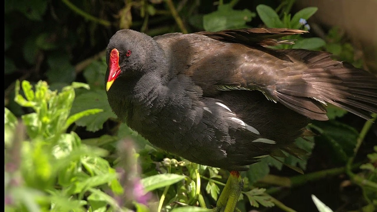 pictures and videos of the common moorhen on my travels with my camera over the years #birds#nature