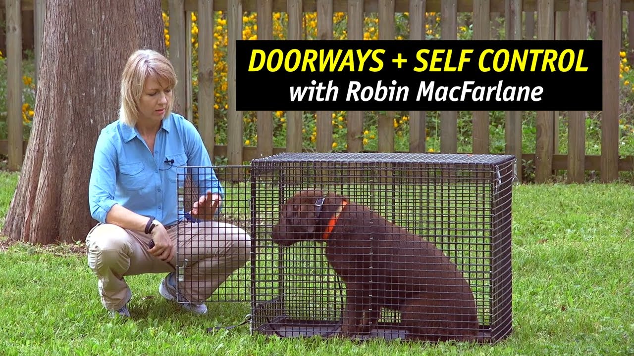 Teach Your Dog to Wait Inside the Kennel with More Self-Control