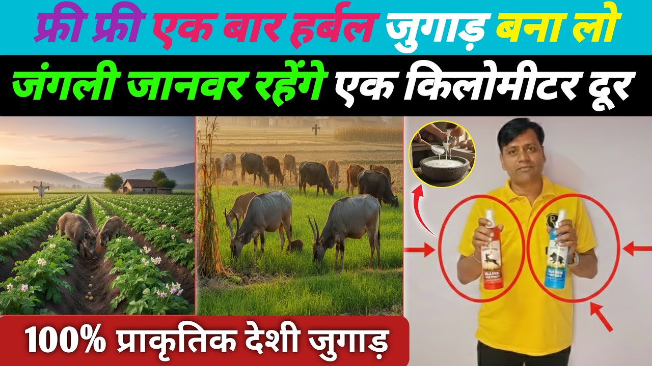 नीलगाय और जंगली सूअर भगाने का जुगाड़ |Jangli suar bhagane ka tarika |Nilgai bhagane ka desi jugad