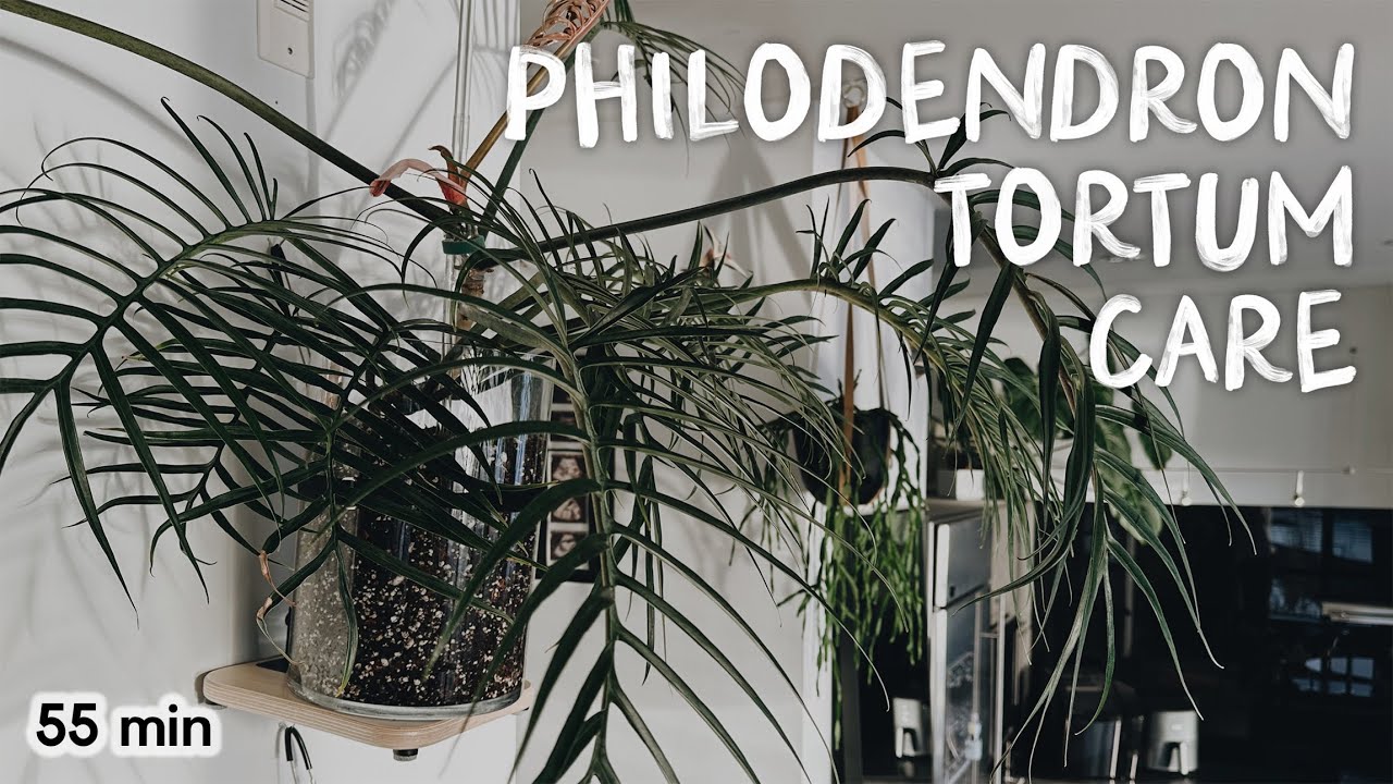 how i grow and care for the philodendron tortum 💚 (+ repot and new merch!!)