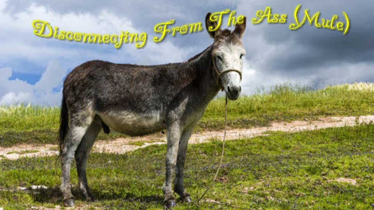 Disconnecting From The Ass (Mule) - Apostle C. A. Cowart