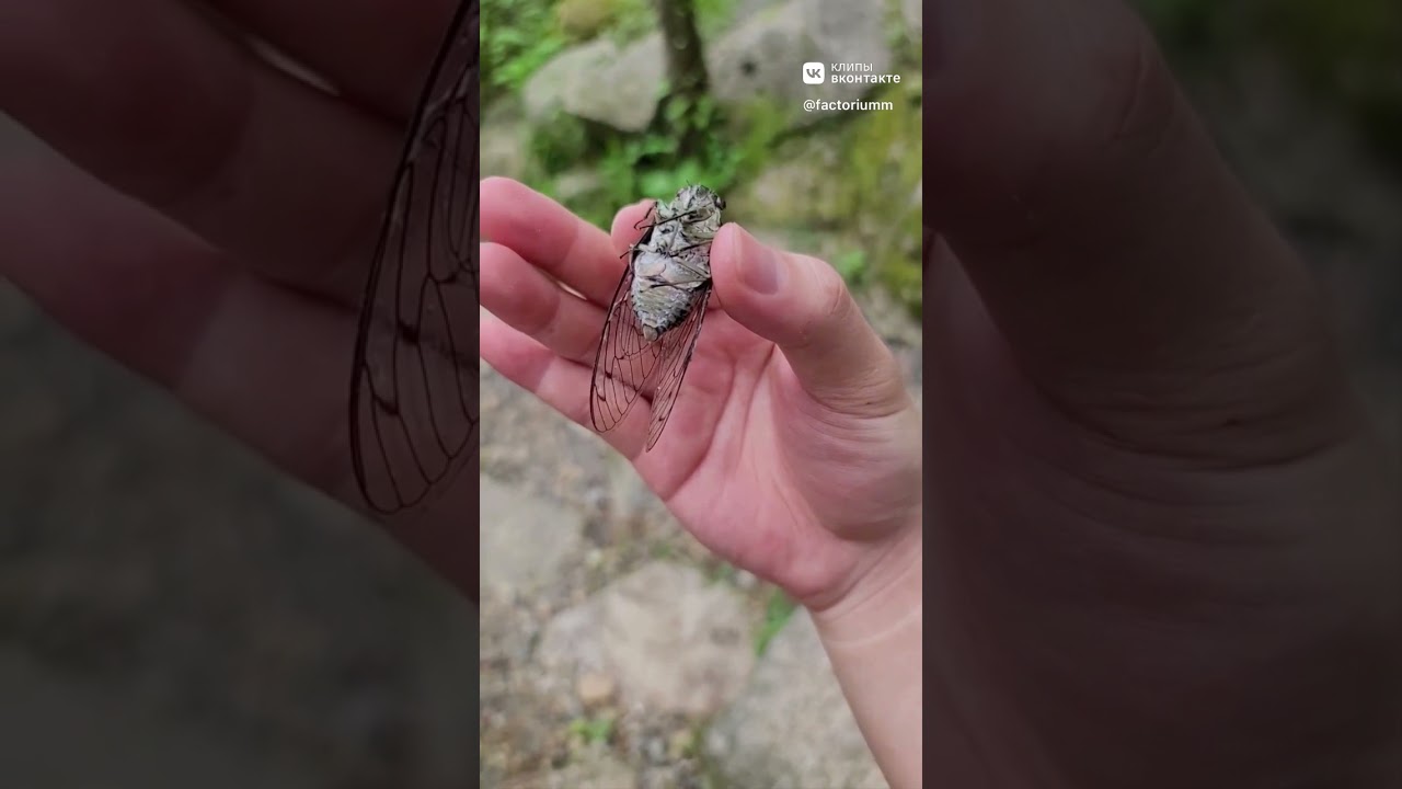 Цикадка 🥰