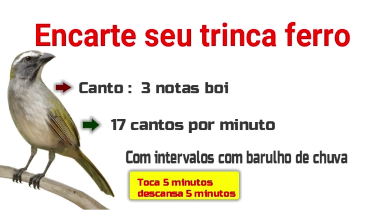 Encarte seu trinca ferro canto 3 notas RO BOI
