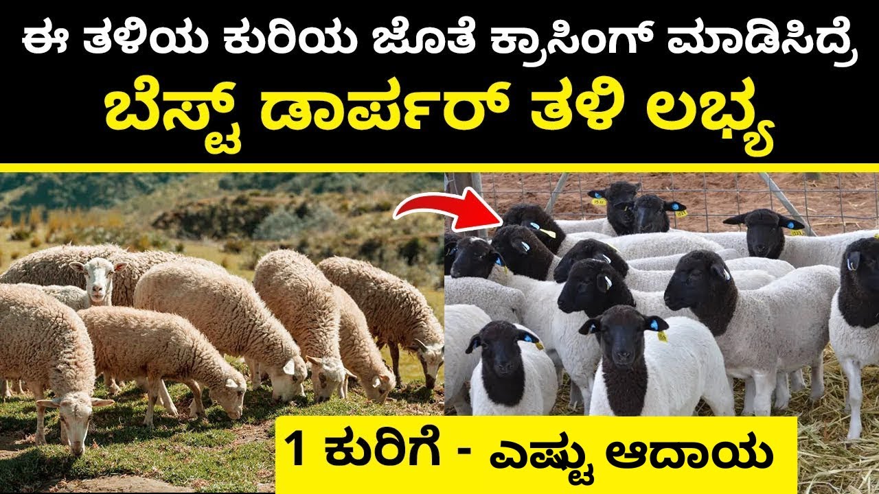 How to Start Dorper Sheep Farming? ಅತ್ಯಧಿಕ ಲಾಭದ ಕುರಿ ತಳಿ ಸಾಕಾಣಿಕೆ| ಕುರಿ ಸಾಕಾಣಿಕೆ ಸಂಪೂರ್ಣ ಮಾಹಿತಿ |