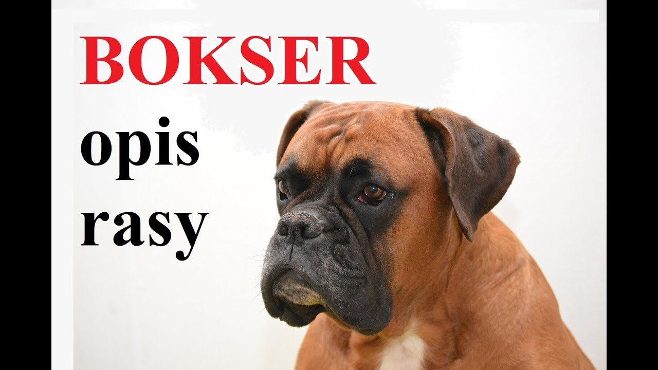 BOKSER  - OPIS RASY , charakter, zdrowie, historia, wady i zalety