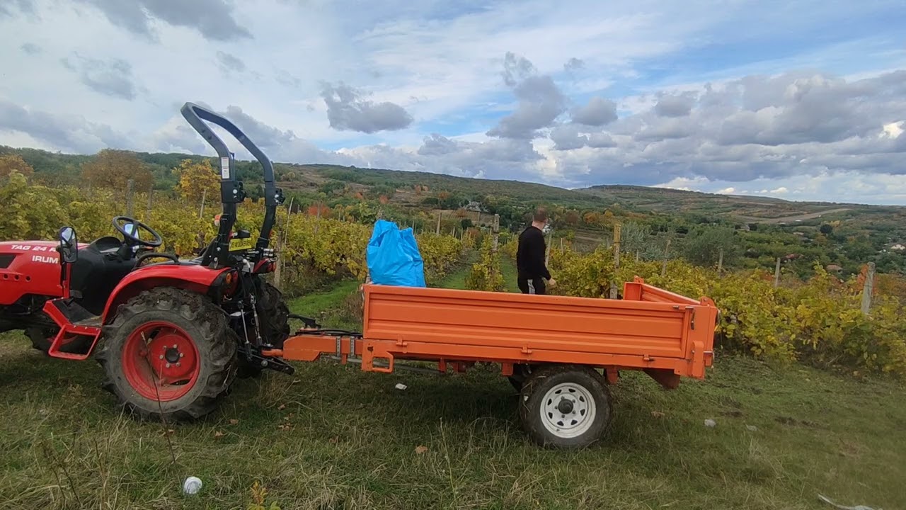 Recoltarea și transportul strugurilor cu tractorul Irum Tag 24RH (24 CP) + remorcă Holt -2 tone🍇🍷 
