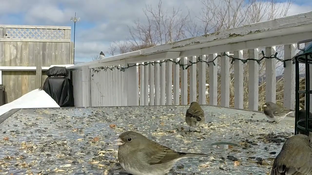 Birds March 2