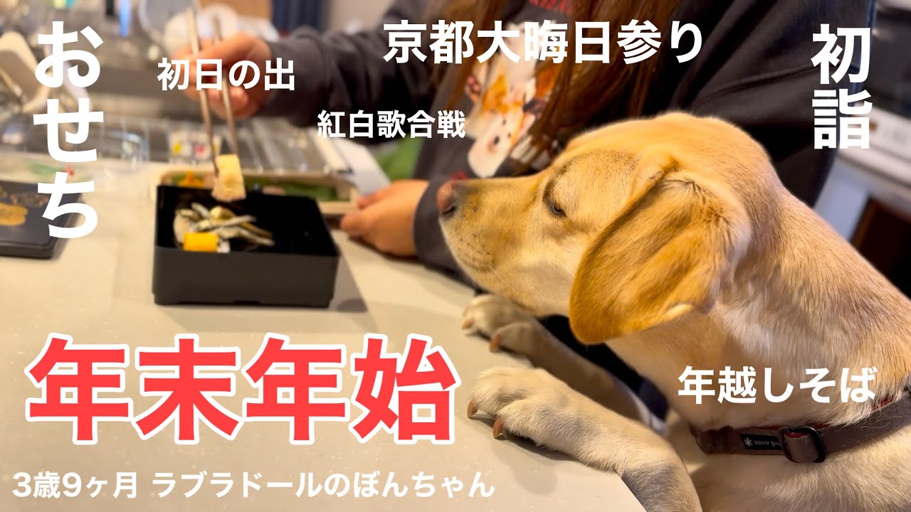 【ラブラドール#155】ラブラドールの年末年始の過ごし方★正月、ラブラドールレトリバー　labrador retriever 大型犬　ぼんちゃん 京都　カウントダウン　大晦日　初日の出　金閣寺
