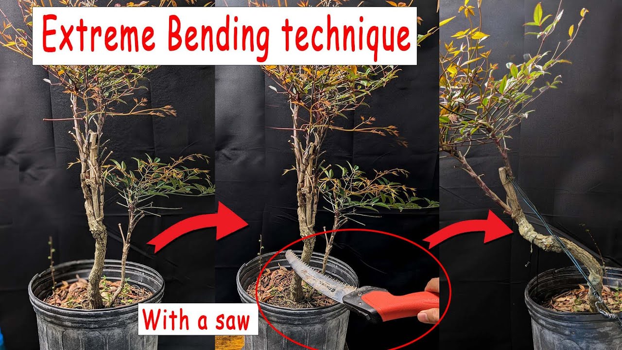 Bonsai extreme bending technique, bending thick trunk.