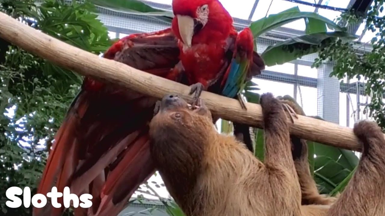 ナマケモノに怒られても一緒が楽しいインコ  Sloths|Red-and-green Macaw  神戸どうぶつ王国