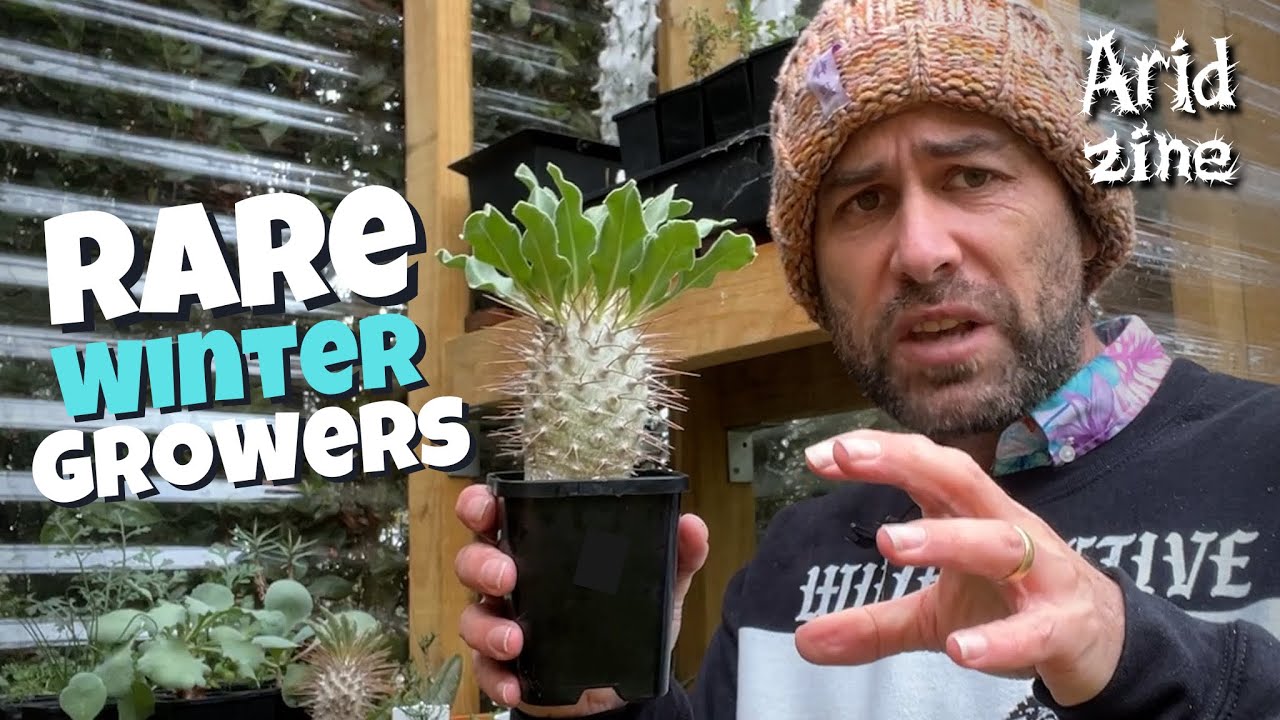 The RAREST and WEIRDEST succulents for cold-season collecting