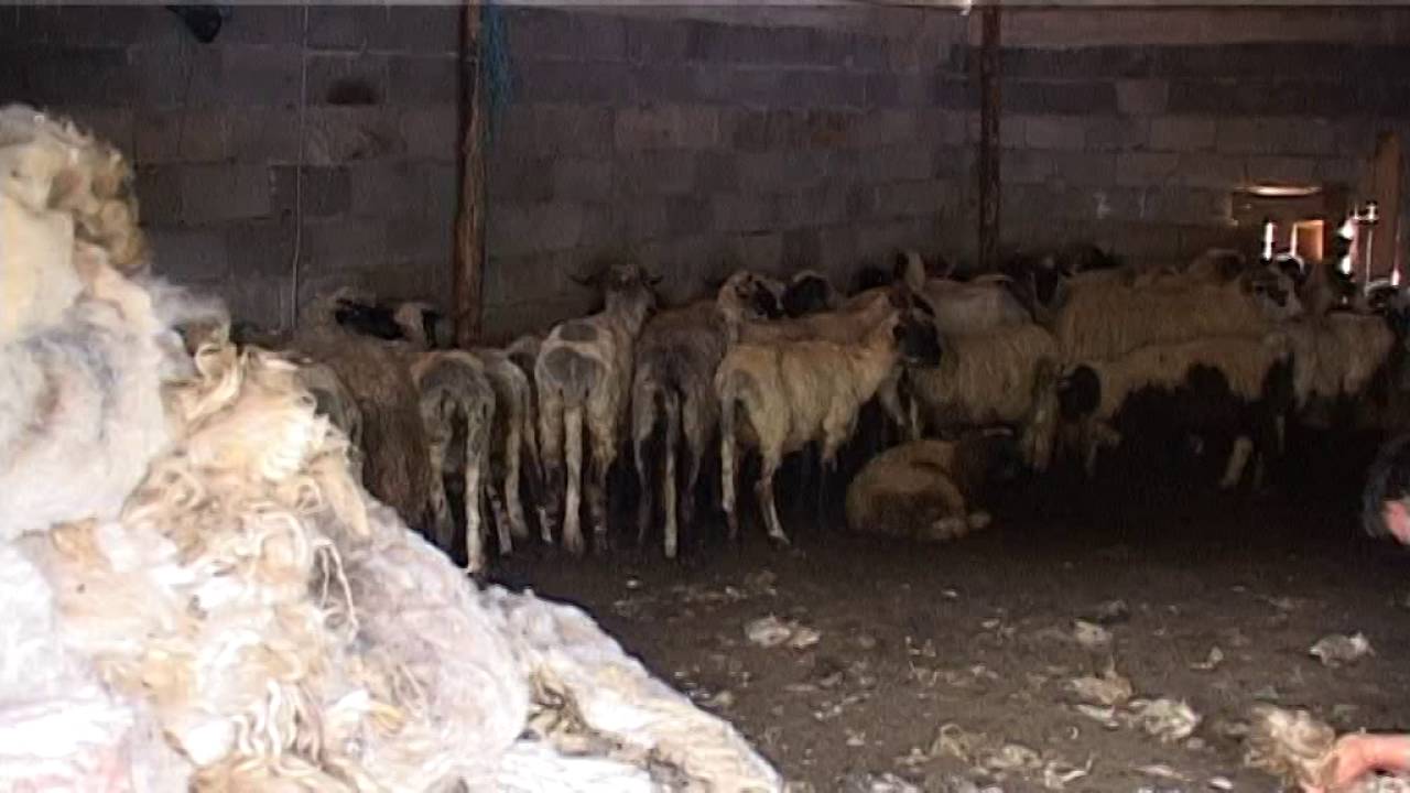 Stočari iz Glamoča