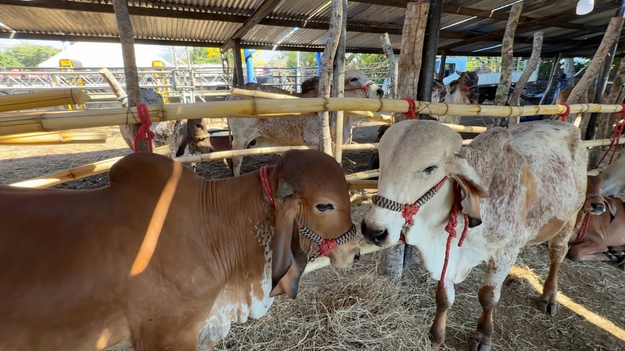 Terneros y toros gyr en la feria ganadera dé sonsonate 