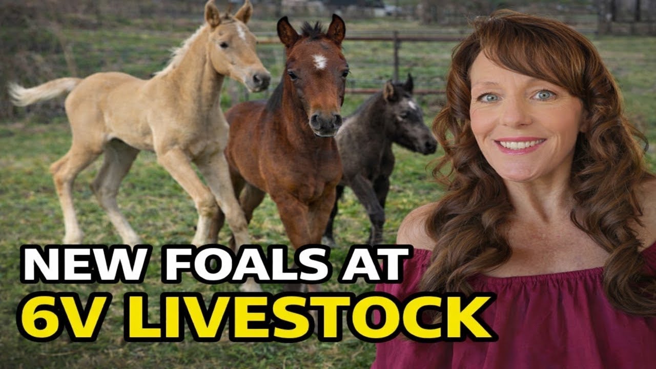 MAGICAL Moments With NEWBORN Foals At 6V Livestock