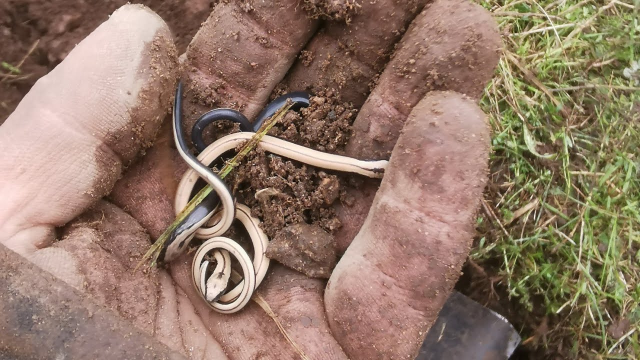 Werken aan een nieuwe toekomst || Permacultuur in Zweden VLOG 212