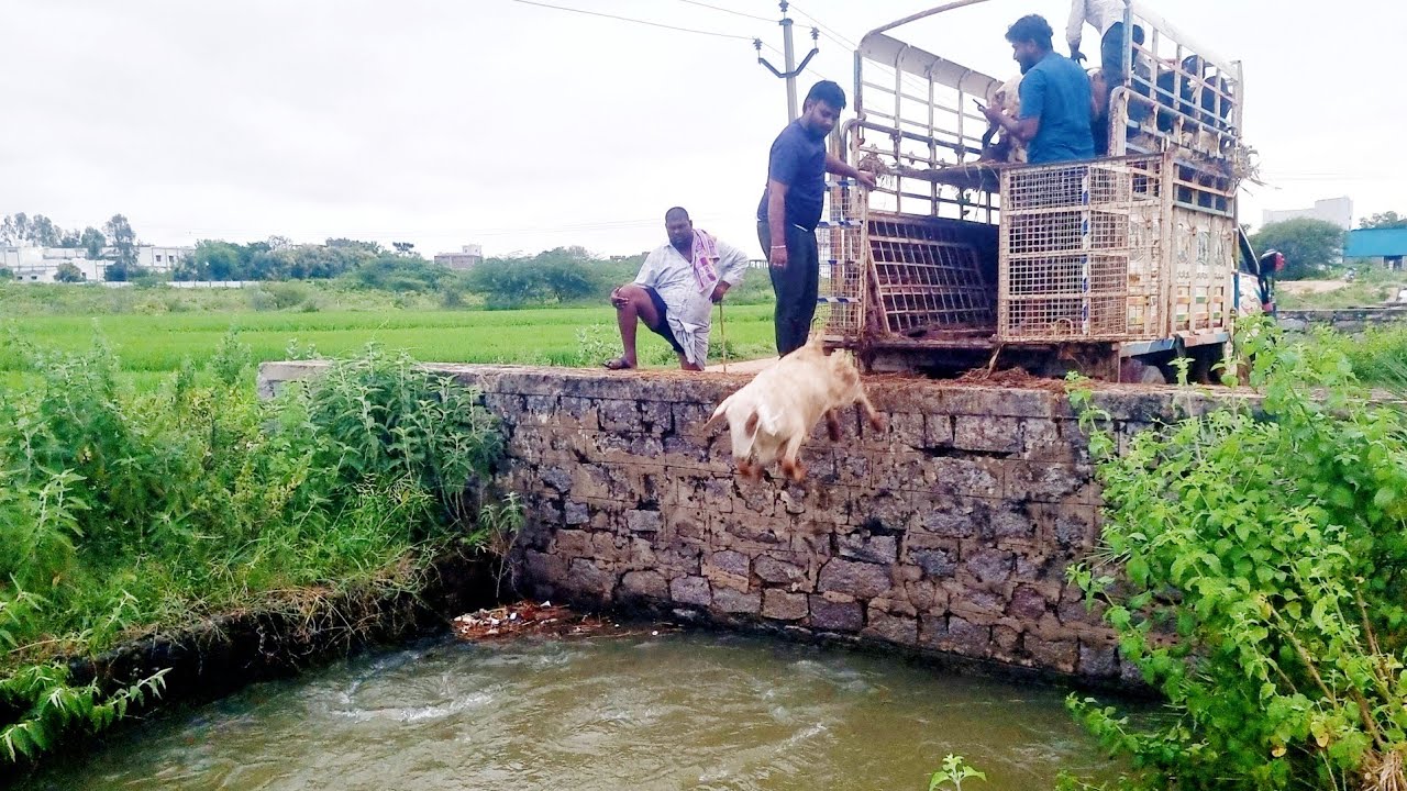 Sheep swimming in water-sheep swimming in river-sheep swimming lake crossing-sheep sound-sheep