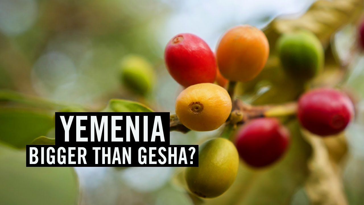 Yemenia: Bigger than Gesha?