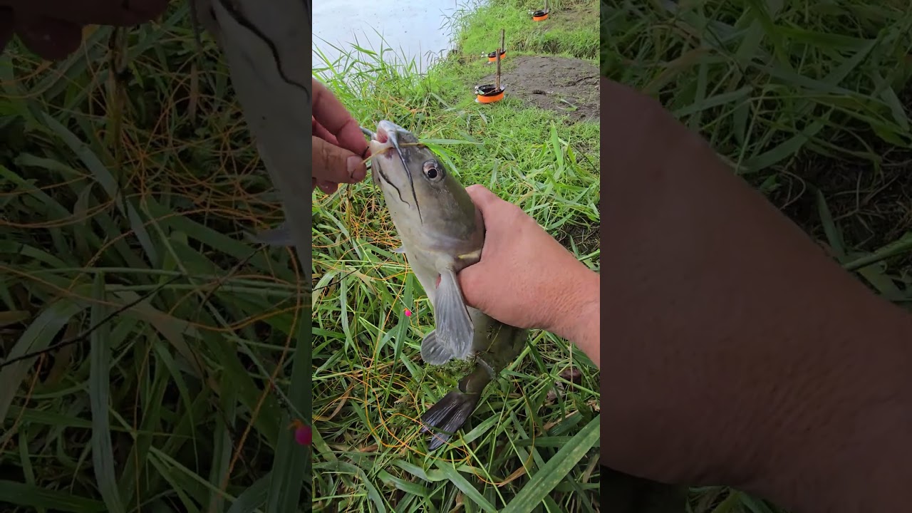 pesca en rio con CORDEL