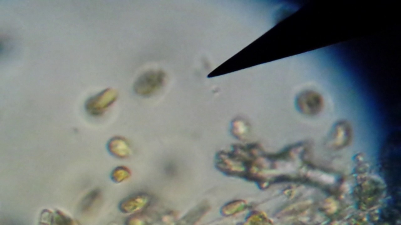 Small-cell amphidinium