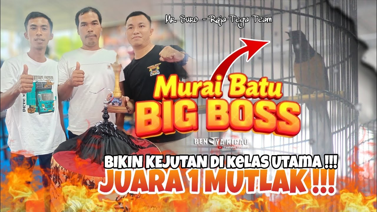 MURAI BATU BIG BOSS BIKIN KEJUTAN DI KELAS UTAMA‼️ JUARA 1 MUTLAK DI GELARAN JASMINE INDONESIA 😱