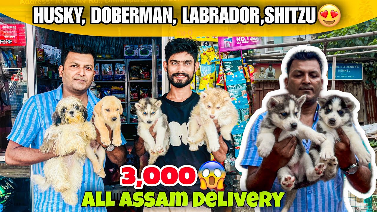 Guwahati Cheapest Pet Market! Dogs @ ₹3000 Starting | Dog Market in Guwahati