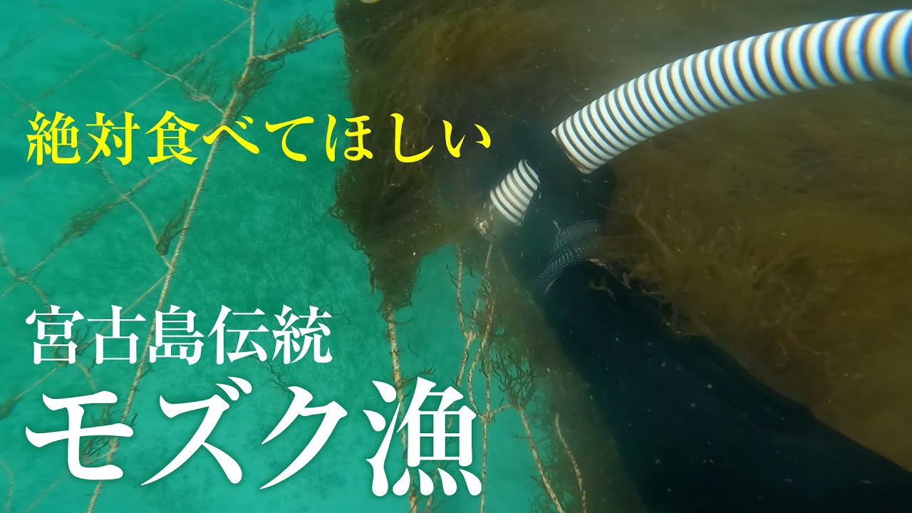 宮古島のモズク漁。宮古島に移住してモズク収穫のアルバイトをしています。宮古島旅行に来たら絶対に食べてほしい、宮古島の太長い絶品極上もずく