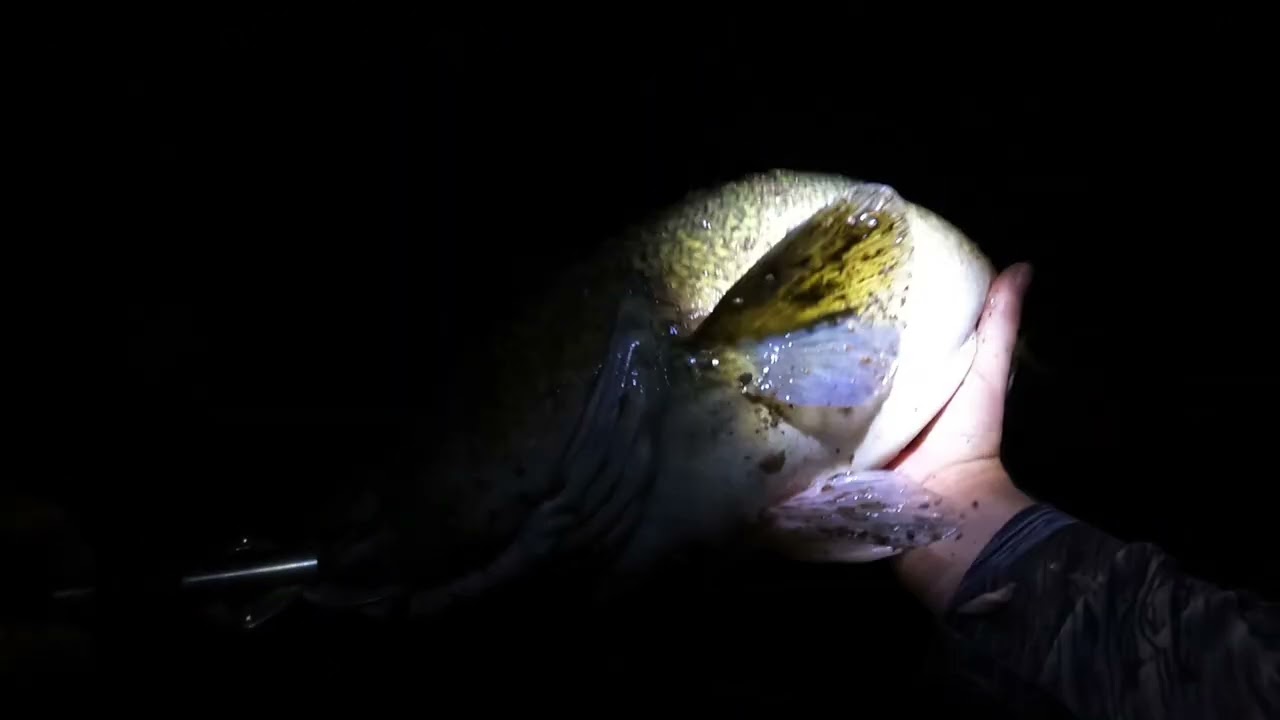 Murray cod fishing the macquarie river awesome night time surface action. 