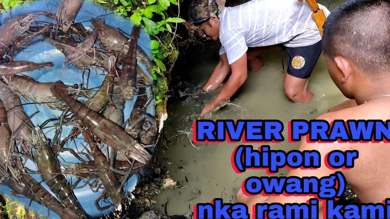 CATCHING RIVER PRAWN 🦐🦐 or Hipon sa maliit na ilog or sapa..