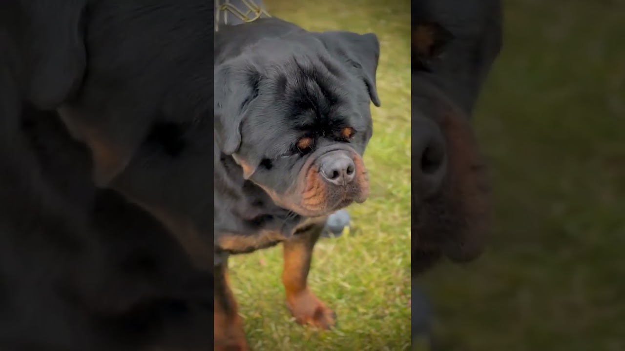 Snoopy &ldquo;Timit-Tor&rdquo;20 months old #rottweiler #dog #dogshorts