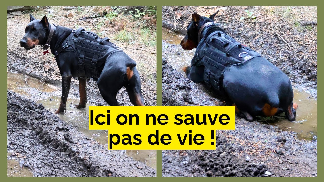Ici c'est du loisir ! - Notre vision des activités canines