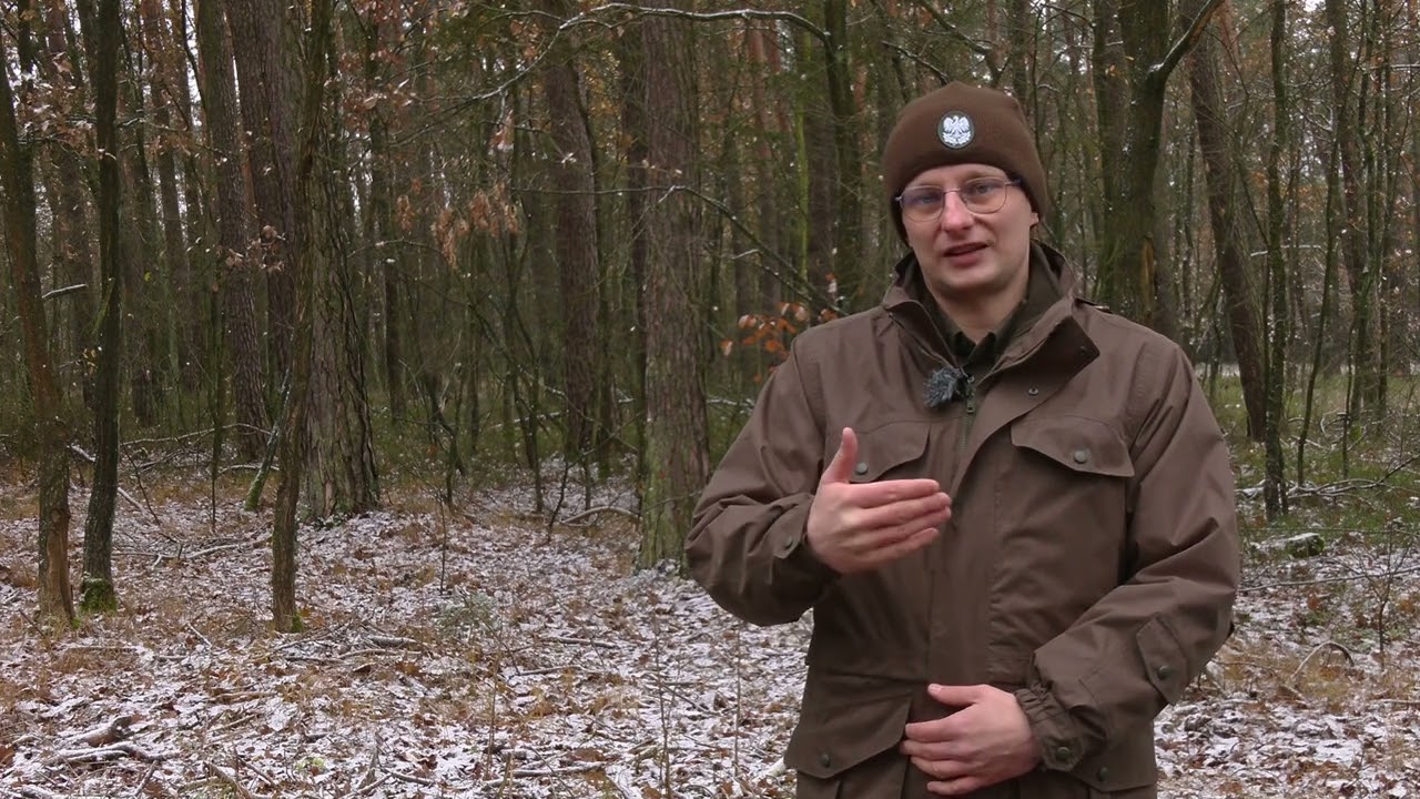 Cztery Pory Lasu odc.1: Nasze Lasy