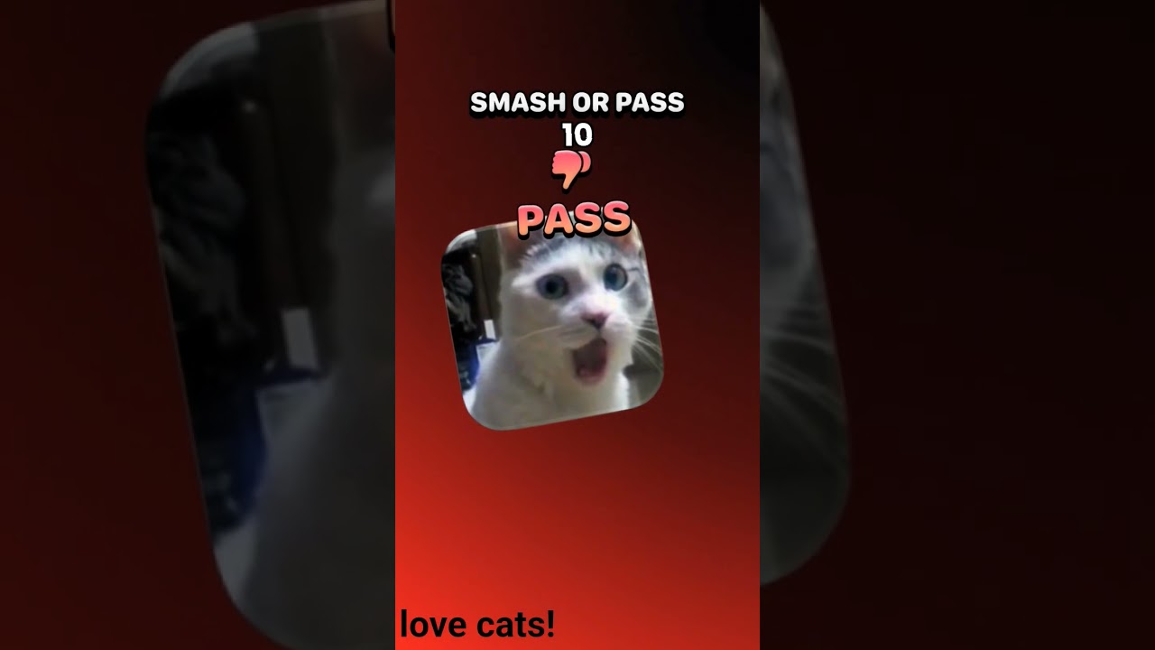I love all cats! 