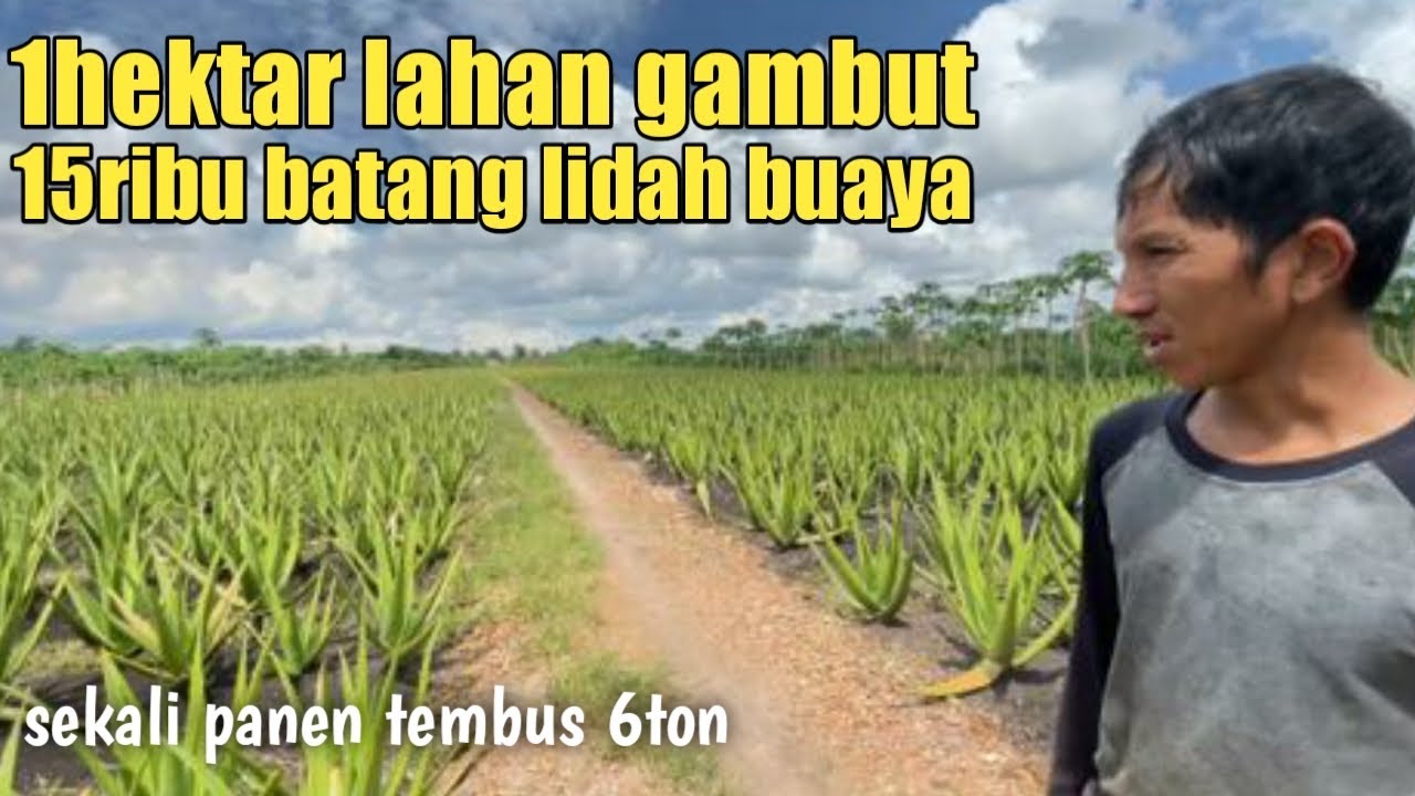 BANG HERMAN SUKSES TANAM LIDAH BUAYA DILAHAN GAMBUT