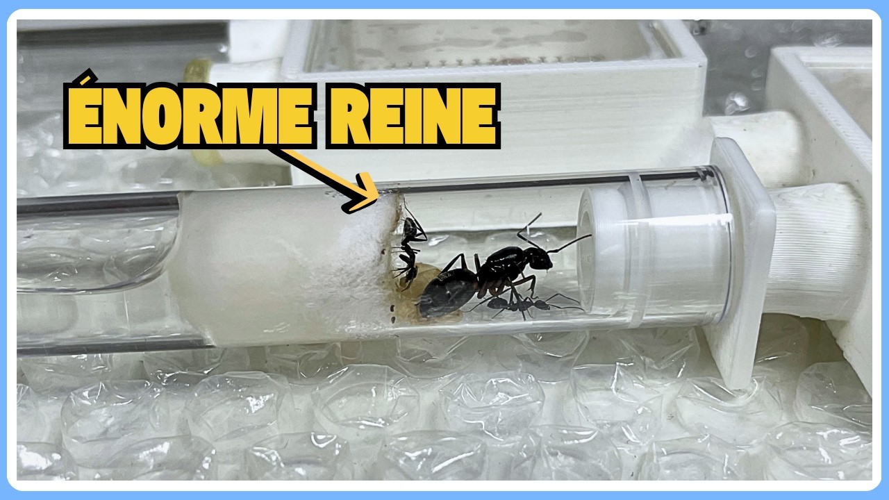 Nourrissage de reines fourmis endémiques et exotiques ! (GF22)