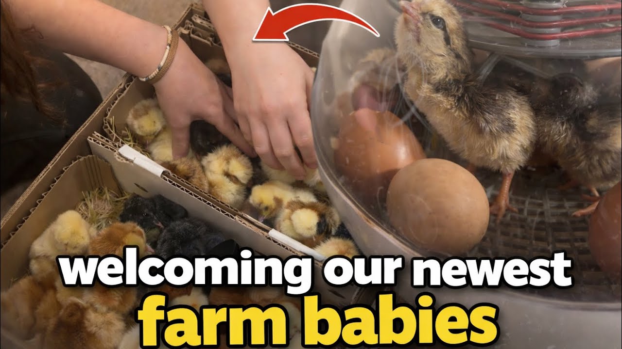 Baby Chicks in the Mail + Hatch Day at Home!